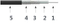 Kabel testowy precyzyjny T06